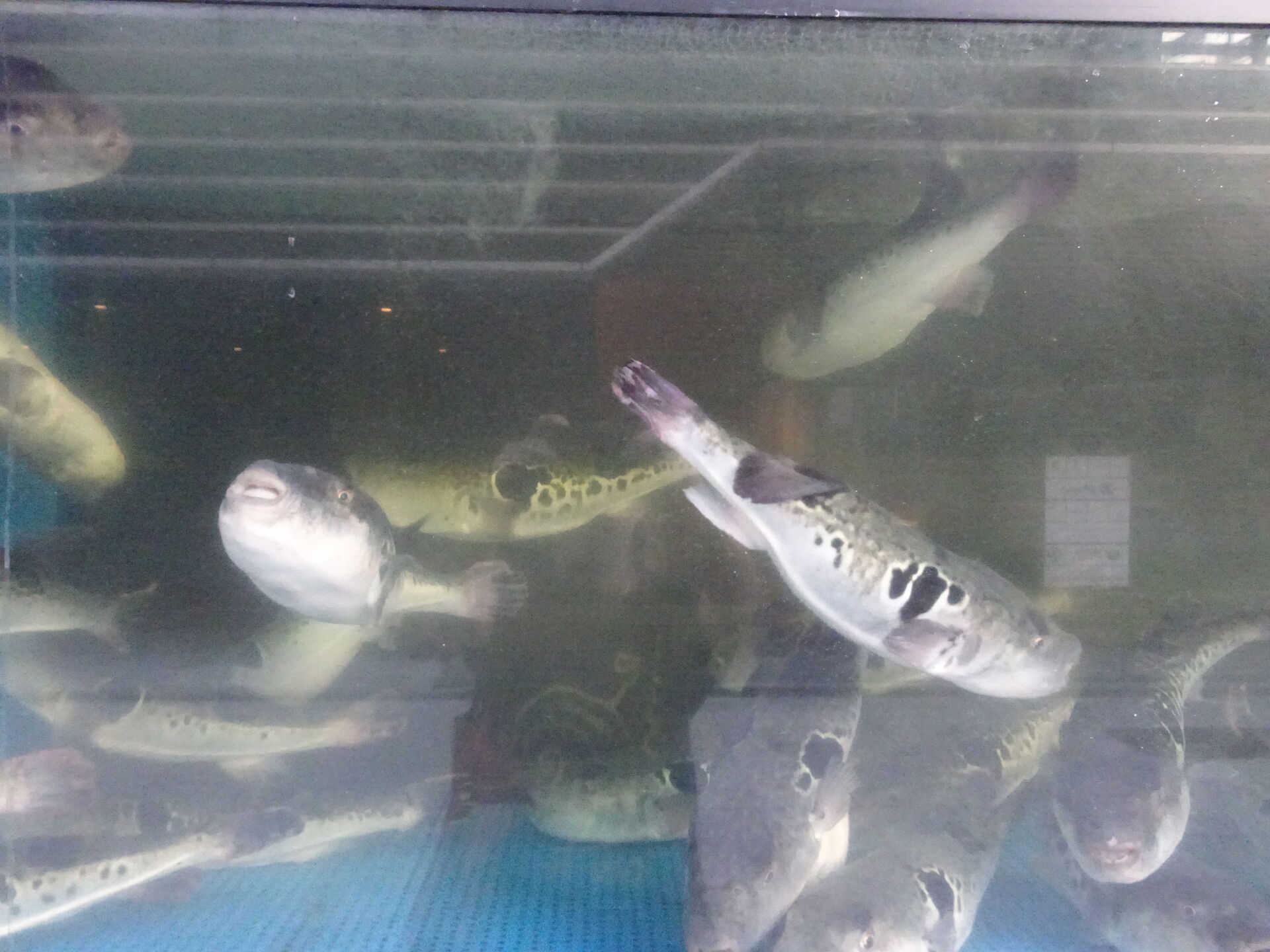 Structure, Aquarium