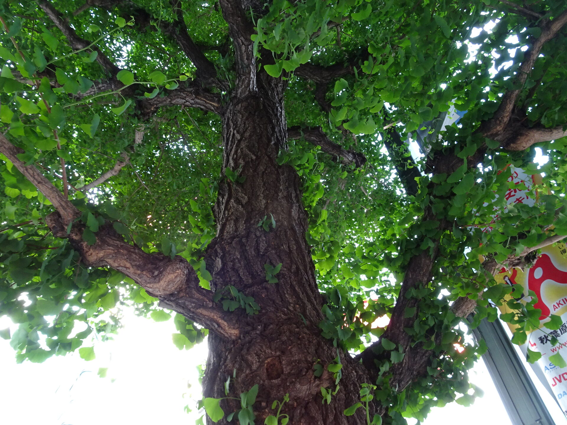 Plant, Foliage, Branch