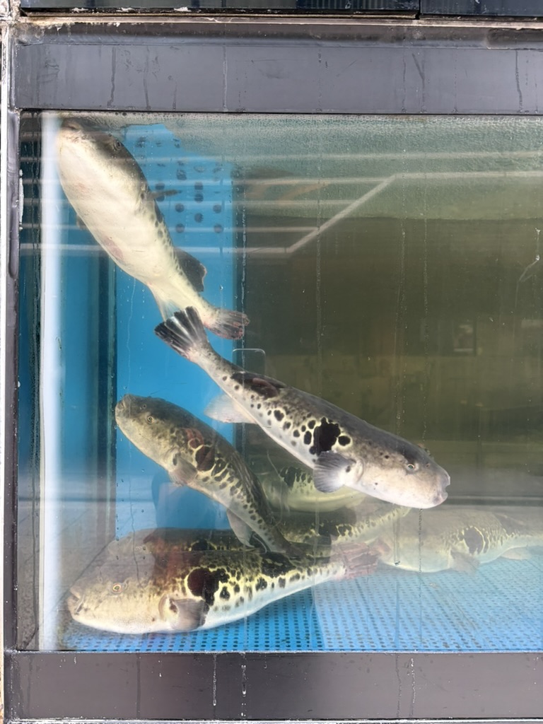 Fish dish