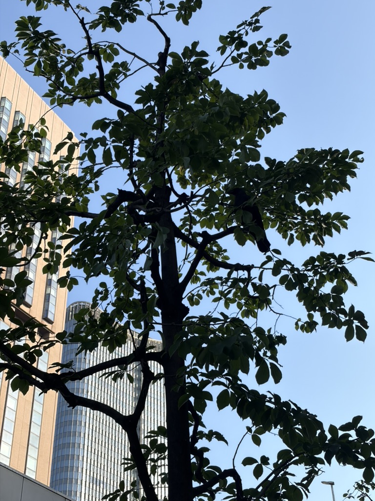 A crow